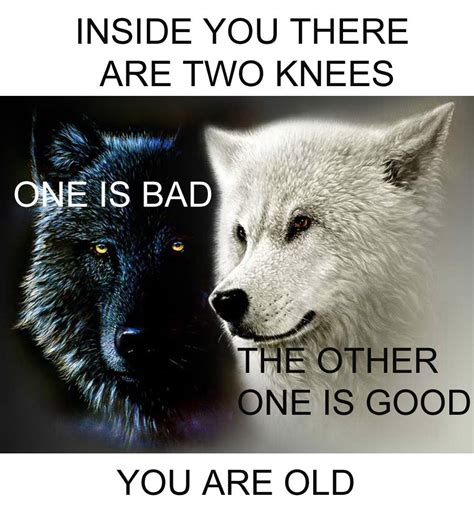 An old Cherokee is teaching his grandson. . Inside of you are two wolves meme